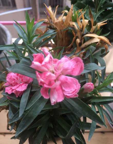 康乃馨花苞多了怎么办 带花苞的康乃馨怎么养
