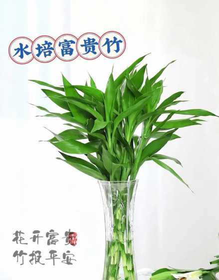 富贵竹怎么养才能开花 富贵竹怎么养才会开花
