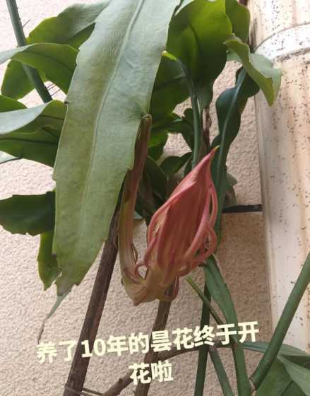 昙花怎么养殖才能长大 昙花扦插多久后才能生根长叶