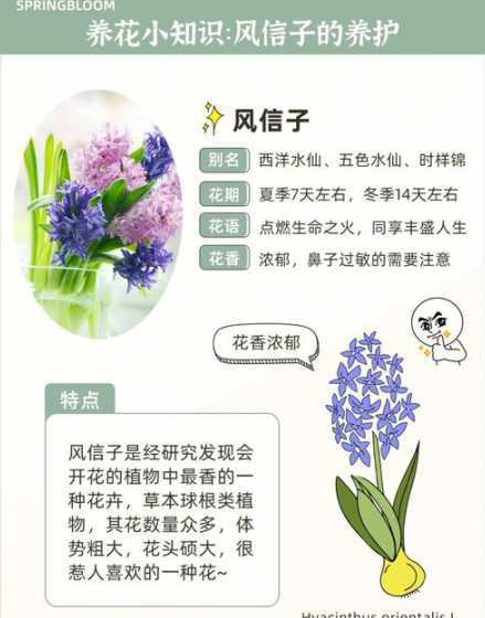 风信子开过花后怎么养 风信子开完花后怎么处理