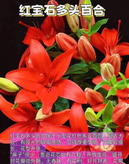 为什么香水百合种不活 香水百合种球怎么种