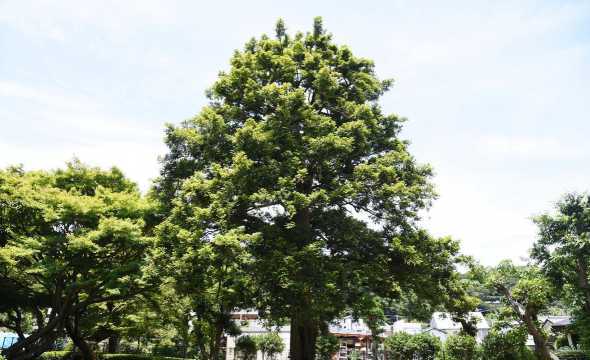 丛生香樟树多少钱一棵 香樟树苗多少钱一棵香樟树苗价格最新价格