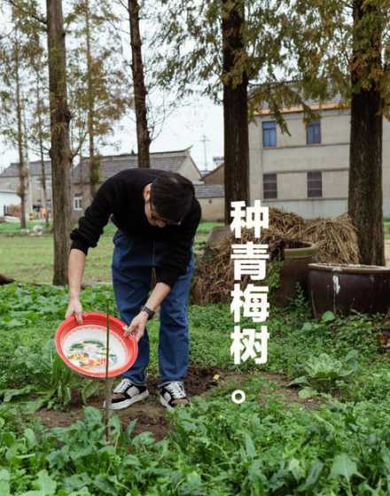 种青梅树苗有什么要求 梅花哪里有
