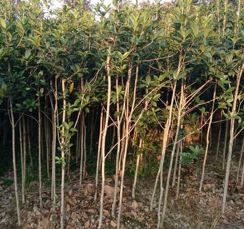 桂花树子什么时候下苗 桂花苗什么时候移栽好
