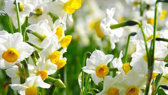 水仙花什么冬天怎么养 水仙花夏天怎么保养