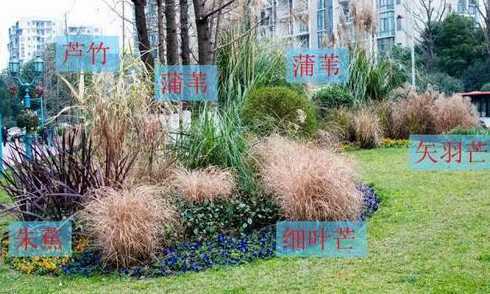 观赏草坪如何选用草种 草坪种植用什么草种好