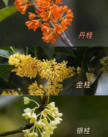 北方为什么种不了桂花 桂花树北方能种植吗