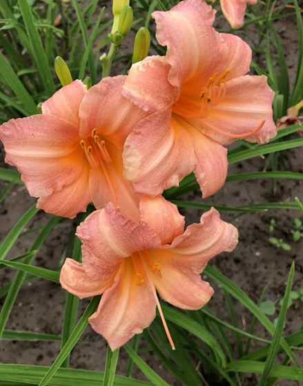 大花萱草什么时候播种 如何用种子播种大花萱草