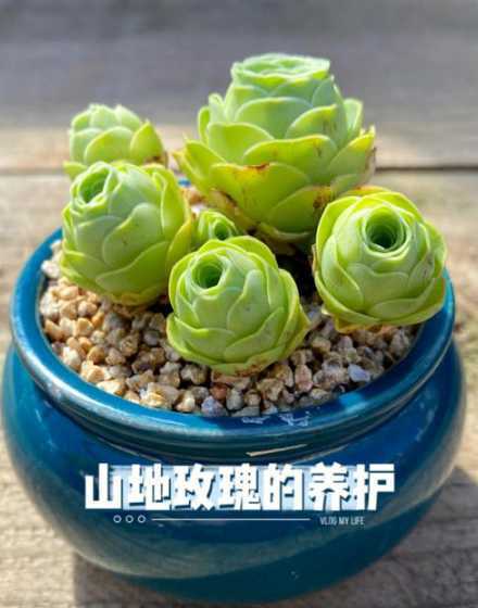 山地玫瑰叶片怎么繁殖 山地玫瑰可以叶插吗,插叶繁殖方法和注意事项