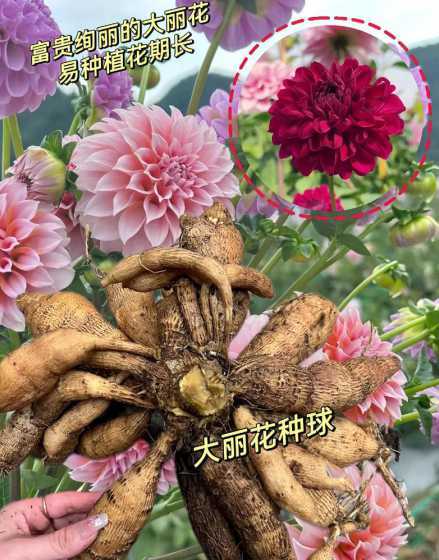地栽大丽花有什么好处 地栽大丽花有什么特点