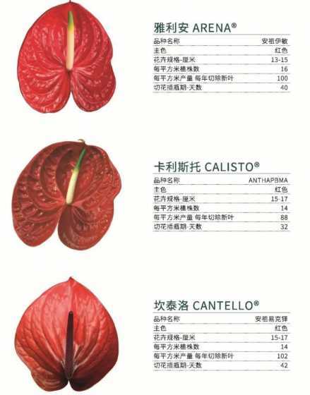 红掌播种种植多久开花 红掌从小苗到开花需要几个月