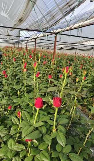 玫瑰花用什么土壤种植 玫瑰花适合什么土壤