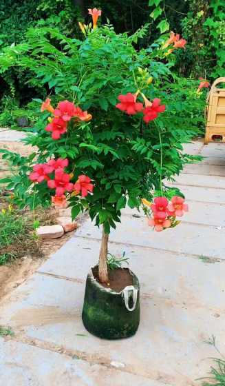 凌霄花适合在哪里种植 凌霄花适合种在院子哪里
