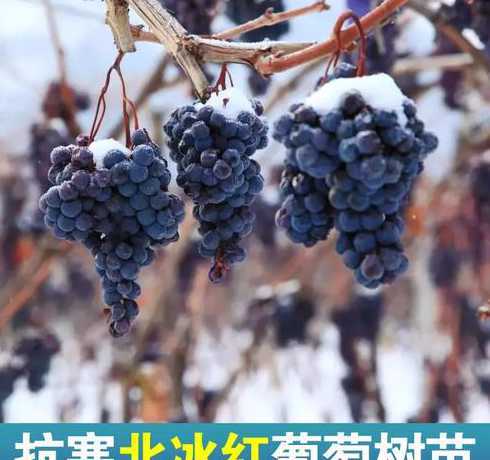 冬天北方葡萄怎么过冬 北方葡萄如何过冬