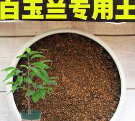 15米玉兰要多少土 玉兰几年能开花