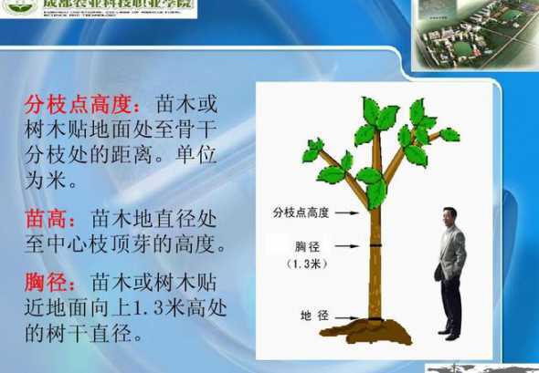 分枝点高度是什么意思 什么是分枝点高度