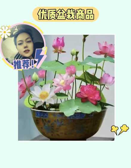 不用泥土可以养什么花 不透水的花盆都能养什么样的花