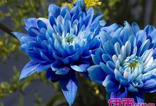 蓝色花朵为什么比较少 什么颜色的花朵都有,为何很少能见到蓝色的花