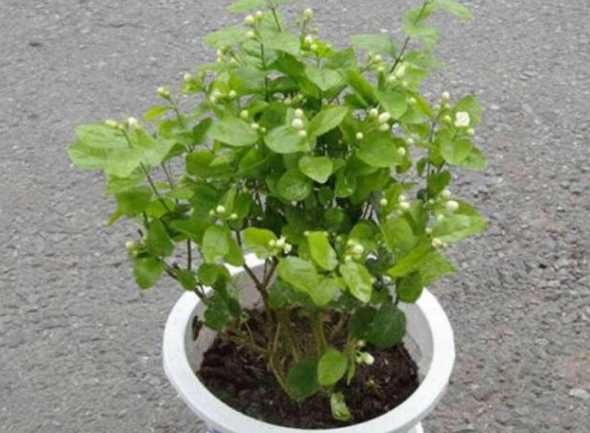 北方室外茉莉怎么过冬 茉莉花怎么过冬季妙招(室外地栽茉莉花越冬养护方法)