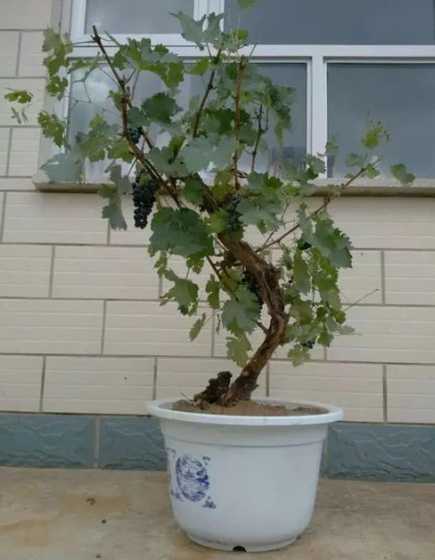 葡萄盆景什么时候剪枝 葡萄盆景的栽培技术、栽培方法及注意事项