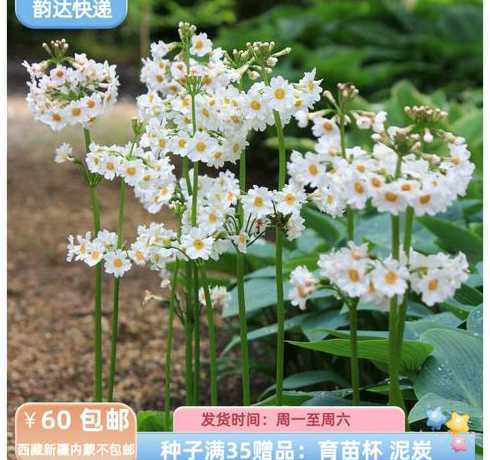 报春种子什么时候播种 报春花什么时候播种