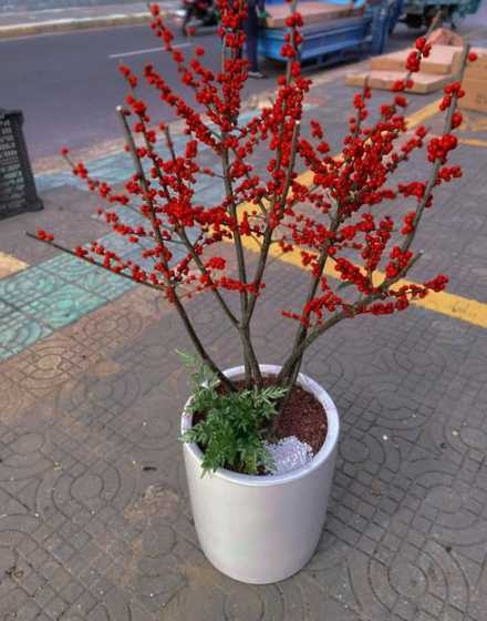 冬青适合什么样的花盆 冬青盆景应该怎么养护与管理