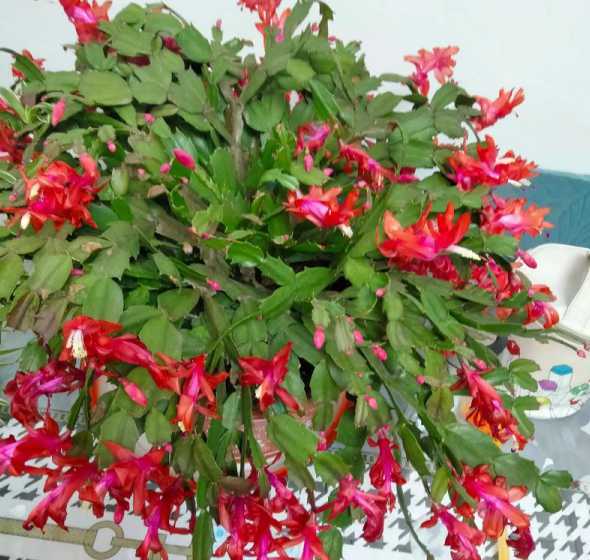 蟹爪兰花什么季节开花 蟹爪兰什么季节开花