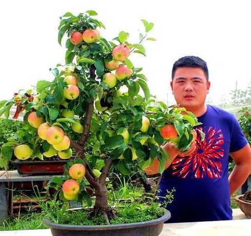 盆栽苹果是什么嫁接的 适合种植盆栽苹果的基本方法