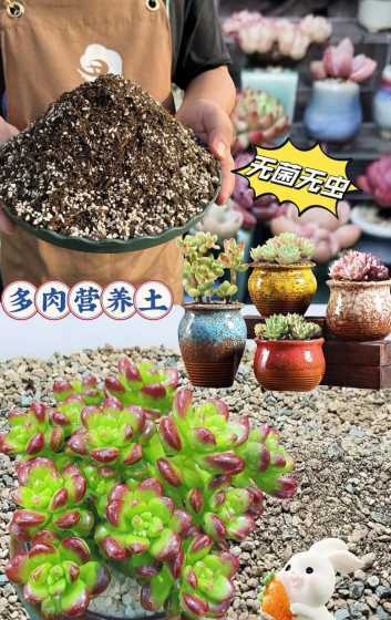 养多肉应该用什么泥土 养多肉植物用什么土壤