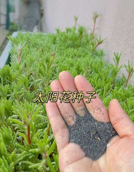 怎么花的生长速度最快 紫藤花怎么长快点