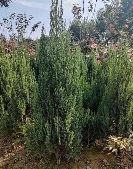 刺柏一颗市场价多少钱 刺柏价格