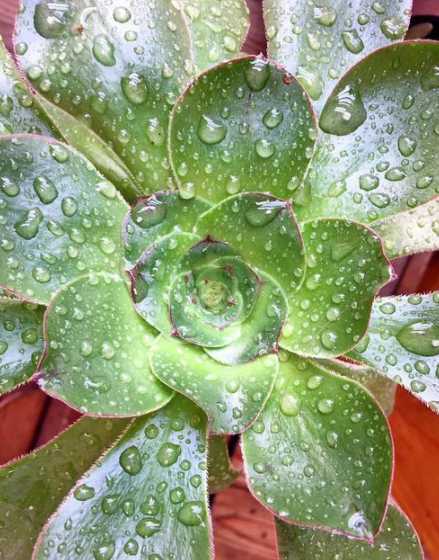连续下雨多肉怎么养殖 夏天多肉的养殖方法和浇水是怎么样的