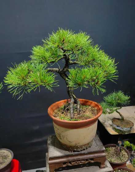 做松树盆景用什么松好 松树盆景什么品种最好