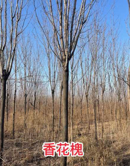 香花槐的价格是多少钱 一棵杨树植多少钱