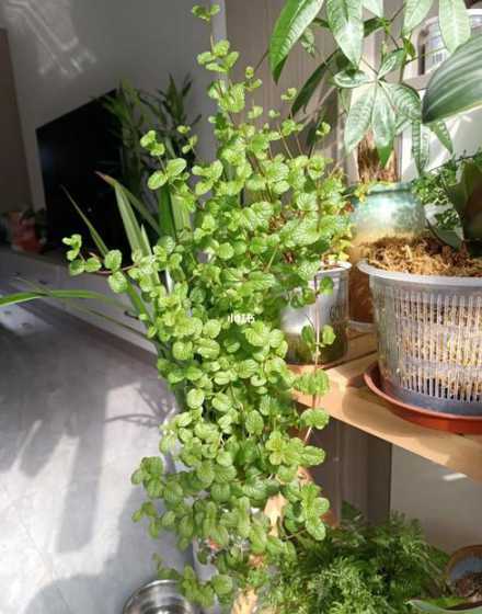 为什么薄荷长的像吊兰 女生适合养什么植物