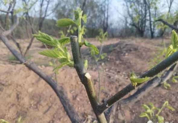 栗子怎么种植才能出苗 栗子发芽怎样种植