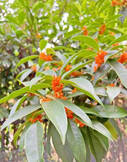 上海什么时间桂树开花 四季桂花树什么时候开花