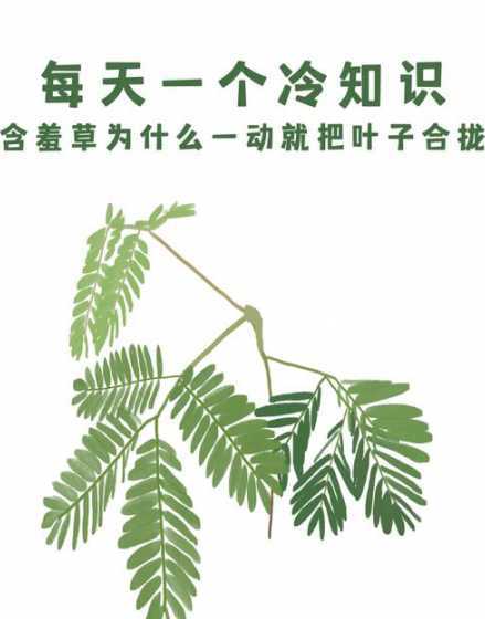 草的叶子为什么会合拢 关于含羞草的叶子为什么会合拢的简介越简越好