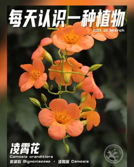 为什么家里不种凌霄花 凌霄花养在家里吉利吗