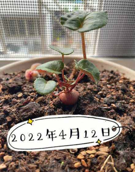 播种仙客来了用什么土 仙客来什么时候播种,仙客来的种植方法