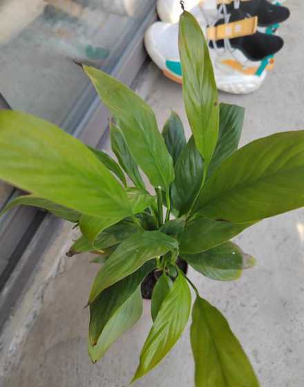 白掌叶子黄了怎么补救 白掌水浇多了叶子变黄怎么办