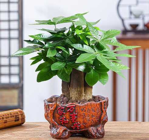 盆栽发财树为什么少根 发财树新芽长不大