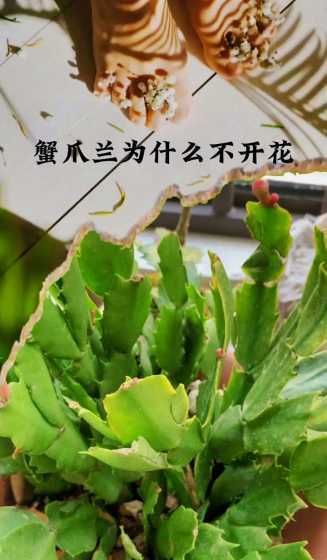 蟹爪兰为什么不开花花 蟹爪兰不开花的原因