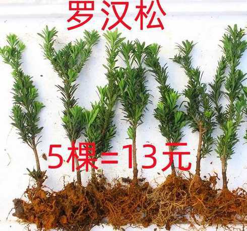 罗汉松小苗一棵多少钱 6公分罗汉松价格多少钱一棵
