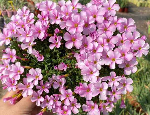 新手冬季适合养什么花 冬天种什么植物好养活