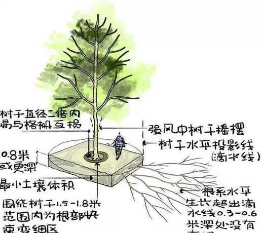 花园如何防止树木根部 能在猪粪中生长的树木