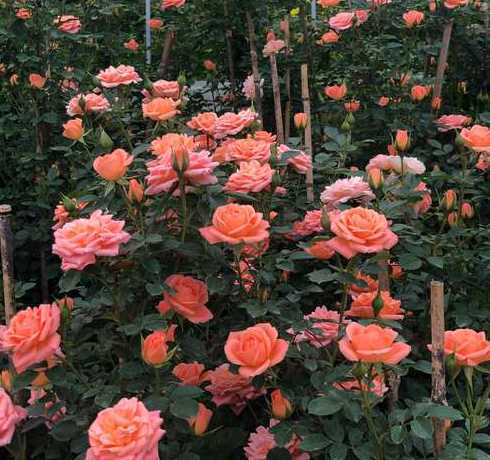 藤蔓月季花用什么盆栽 盆栽月季花用什么品种好呢