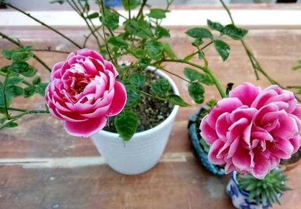 玫瑰花盆栽夏天怎么养 玫瑰花夏天怎么养 夏季养殖玫瑰的方法