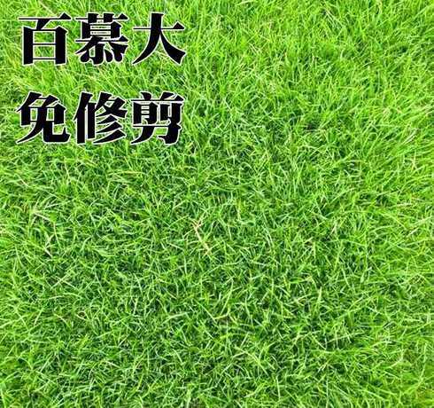 草坪草籽什么时候发芽 草坪种植验收标准,草籽一般几天发芽