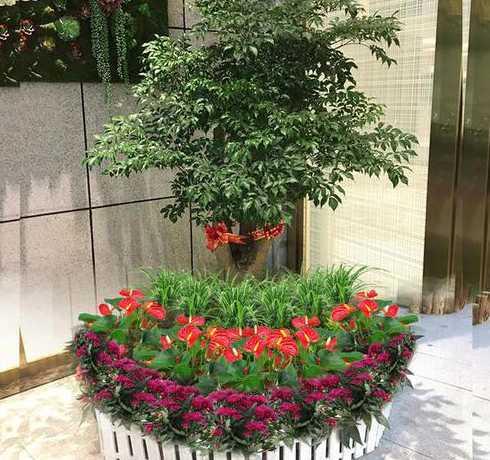 公司绿化适合种什么花 办公室里适合种养什么绿化植物